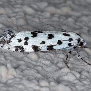 Lichenaula undescribed species nr maculosa at Ainslie, ACT - 13 Mar 2021