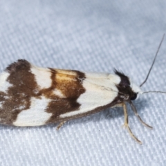 Philenora irregularis at Paddys River, ACT - 12 Mar 2021 08:12 PM