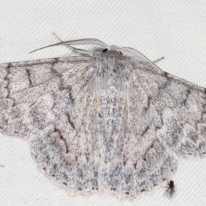 Crypsiphona ocultaria at Paddys River, ACT - 12 Mar 2021