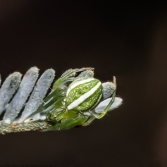 Araneus ginninderranus (Dondale's Orb-weaver) at Holt, ACT - 15 Mar 2021 by Roger