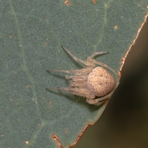 Araneus circulissparsus (species group) at Holt, ACT - 15 Mar 2021 11:52 AM