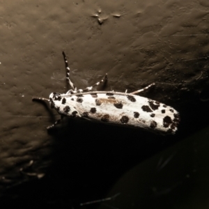 Ethmia clytodoxa at Acton, ACT - 15 Mar 2021