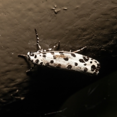 Ethmia clytodoxa (An Ethmiid moth family: (Ethmiidae)) at Acton, ACT - 14 Mar 2021 by Roger