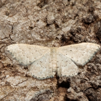 Idaea philocosma (Flecked Wave) at Acton, ACT - 14 Mar 2021 by Roger