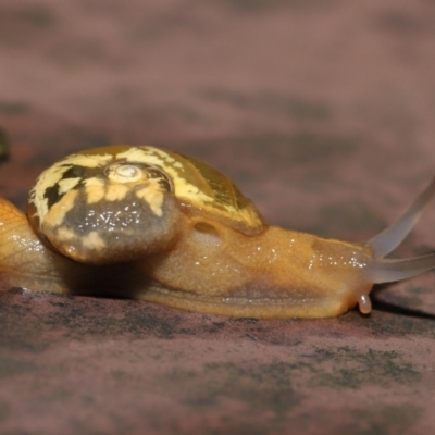 Mysticarion porrectus (Golden Semi-slug) at ANBG - 14 Mar 2021 by TimL