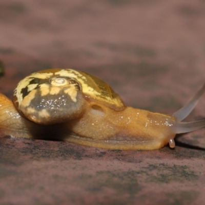 Mysticarion porrectus (Golden Semi-slug) at Acton, ACT - 14 Mar 2021 by TimL