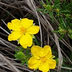 Hibbertia calycina (Lesser Guinea-flower) at Mount Painter - 7 Mar 2021 by drakes