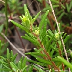 Hibbertia calycina at Cook, ACT - 8 Mar 2021