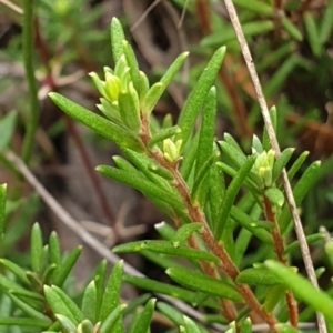 Hibbertia calycina at Cook, ACT - 8 Mar 2021