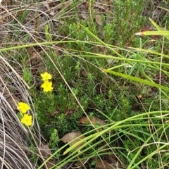 Hibbertia calycina at Cook, ACT - 8 Mar 2021