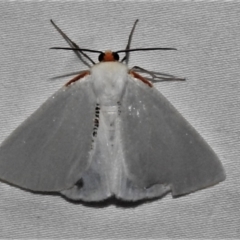 Thalaina selenaea (Orange-rimmed Satin Moth) at Tidbinbilla Nature Reserve - 12 Mar 2021 by JohnBundock