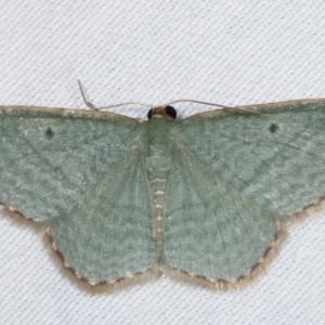 Poecilasthena balioloma at Paddys River, ACT - 12 Mar 2021 08:14 PM