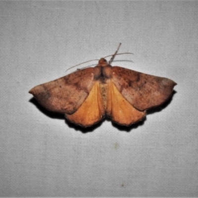 Mnesampela privata (Autumn Gum Moth) at Paddys River, ACT - 12 Mar 2021 by JohnBundock