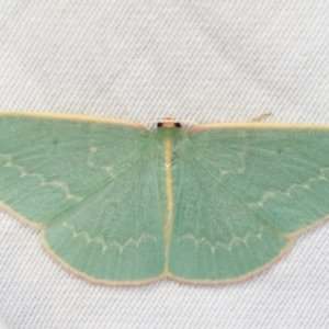 Chlorocoma dichloraria at Paddys River, ACT - 12 Mar 2021