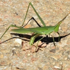 Acrida conica (Giant green slantface) at Fyshwick, ACT - 15 Mar 2021 by JohnBundock