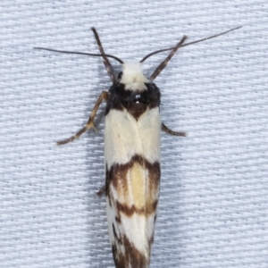 Philenora irregularis at Paddys River, ACT - 12 Mar 2021