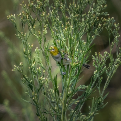 Zosterops lateralis (Silvereye) at Coree, ACT - 13 Mar 2021 by trevsci