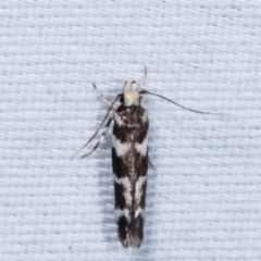 Cosmopterigidae (family) (Unidentified Cosmopterigid moth) at Paddys River, ACT - 12 Mar 2021 by kasiaaus