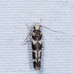 Cosmopterigidae (family) at Paddys River, ACT - 12 Mar 2021