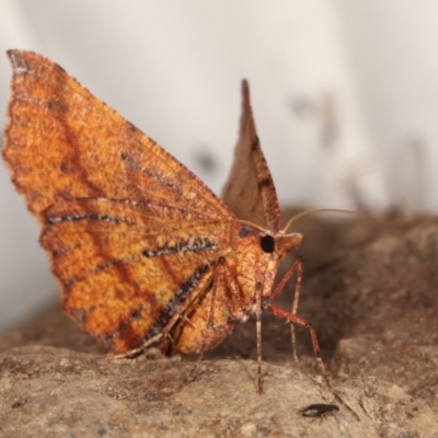 Rhinodia rostraria (Necklace Geometrid) at Paddys River, ACT - 12 Mar 2021 by kasiaaus