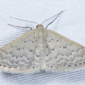 Idaea philocosma at Paddys River, ACT - 12 Mar 2021