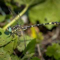 Austrogomphus cornutus (Unicorn Hunter) at Coree, ACT - 13 Mar 2021 by trevsci