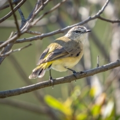 Acanthiza chrysorrhoa (Yellow-rumped Thornbill) at Stony Creek - 13 Mar 2021 by trevsci