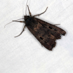 Agrotis infusa at Paddys River, ACT - 12 Mar 2021