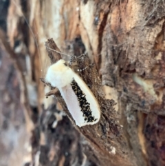 Oenosandra boisduvalii (Boisduval's Autumn Moth) at Murrumbateman, NSW - 15 Mar 2021 by SimoneC