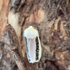 Oenosandra boisduvalii at Murrumbateman, NSW - 15 Mar 2021