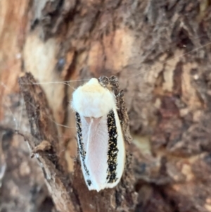 Oenosandra boisduvalii at Murrumbateman, NSW - 15 Mar 2021