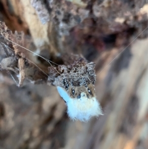 Oenosandra boisduvalii at Murrumbateman, NSW - 15 Mar 2021