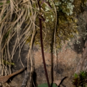 Acianthus exsertus at Jerrabomberra, NSW - suppressed