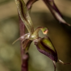 Acianthus exsertus at Jerrabomberra, NSW - suppressed