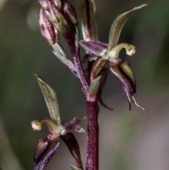 Acianthus exsertus at Jerrabomberra, NSW - suppressed