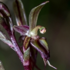 Acianthus exsertus at Jerrabomberra, NSW - suppressed