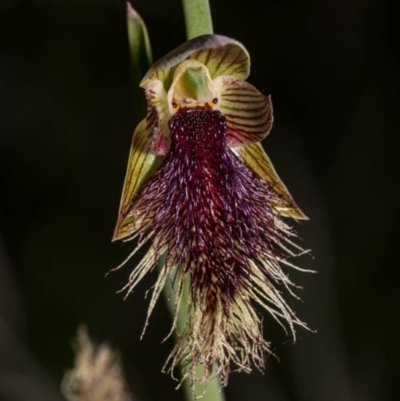 Calochilus platychilus (Purple Beard Orchid) at Royalla, NSW - 15 Oct 2020 by dan.clark