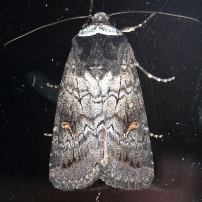 Proteuxoa restituta (Black-bodied Noctuid) at Ainslie, ACT - 13 Mar 2021 by jbromilow50