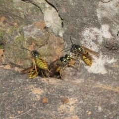Vespula germanica (European wasp) at Acton, ACT - 11 Mar 2021 by TimL