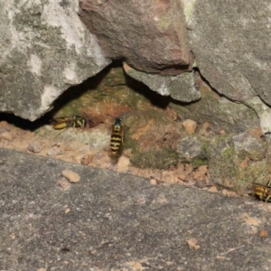 Vespula germanica at Acton, ACT - 12 Mar 2021