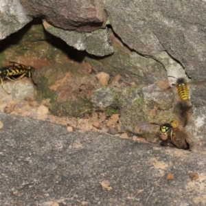 Vespula germanica at Acton, ACT - 12 Mar 2021