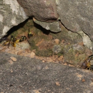 Vespula germanica at Acton, ACT - 12 Mar 2021