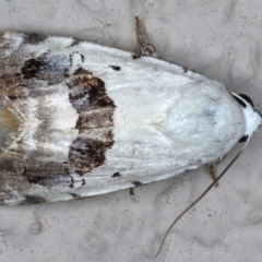 Armactica conchidia (Conchidia Moth) at Ainslie, ACT - 13 Mar 2021 by jb2602