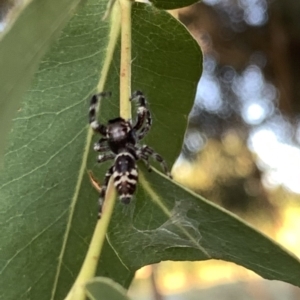 Sandalodes superbus at Murrumbateman, NSW - 15 Mar 2021