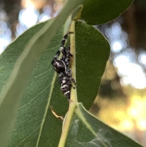 Sandalodes superbus at Murrumbateman, NSW - 15 Mar 2021