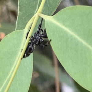 Sandalodes superbus at Murrumbateman, NSW - 15 Mar 2021