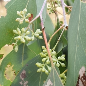 Eucalyptus polyanthemos at Cook, ACT - 8 Mar 2021 09:52 AM