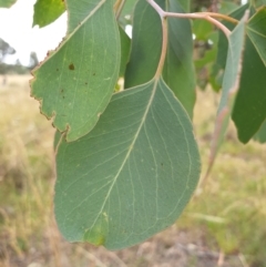 Eucalyptus polyanthemos at Cook, ACT - 8 Mar 2021