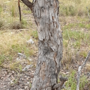 Eucalyptus polyanthemos at Cook, ACT - 8 Mar 2021 09:52 AM