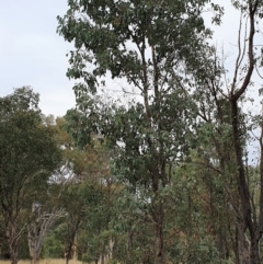 Eucalyptus polyanthemos at Cook, ACT - 8 Mar 2021 09:52 AM